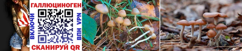 где можно купить   Хабаровск  Псилоцибиновые грибы Psilocybine cubensis 